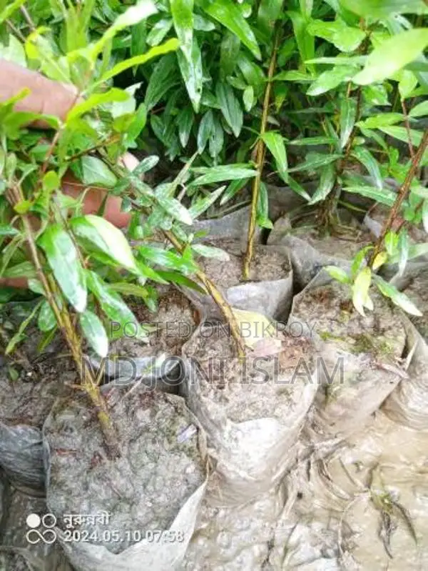 ডালিম গাছের চারা