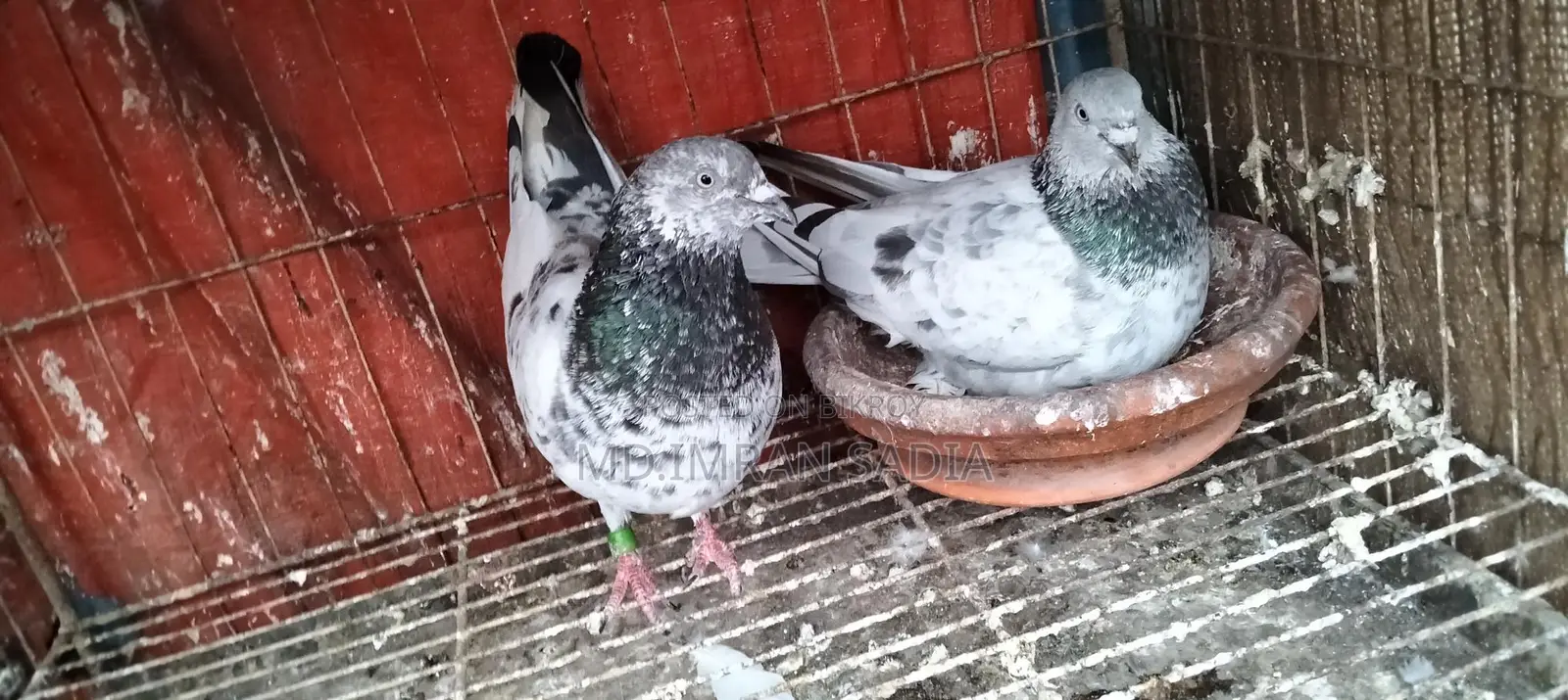 রানিং জোরা
