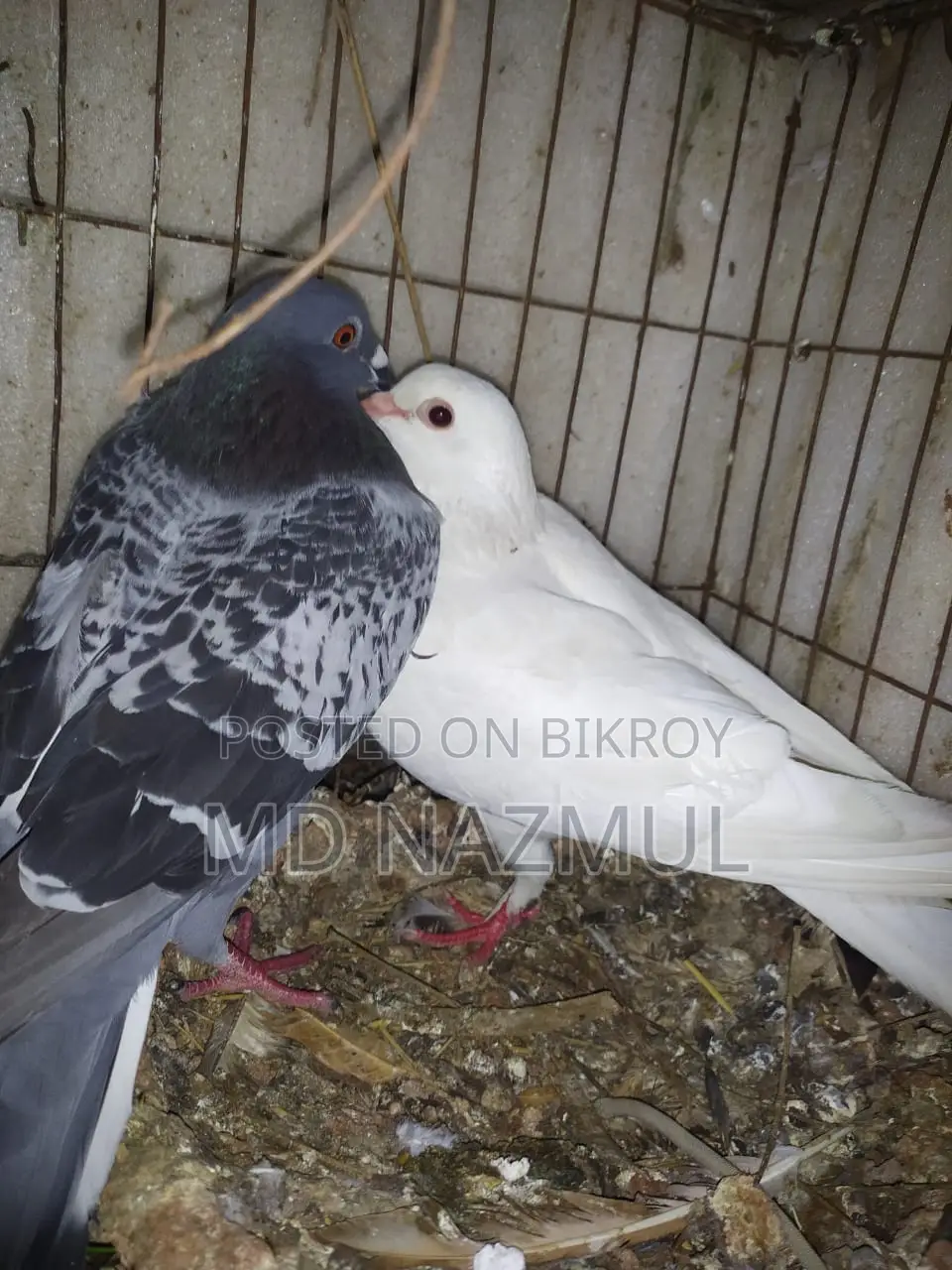 Pair of Racer and White Pari Pigeons
