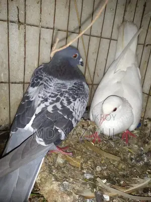 Pair of Racer and White Pari Pigeons