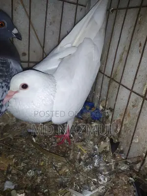 Pair of Racer and White Pari Pigeons