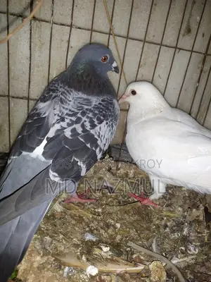 Pair of Racer and White Pari Pigeons