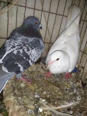Pair of Racer and White Pari Pigeons