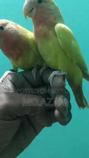 Lovebird