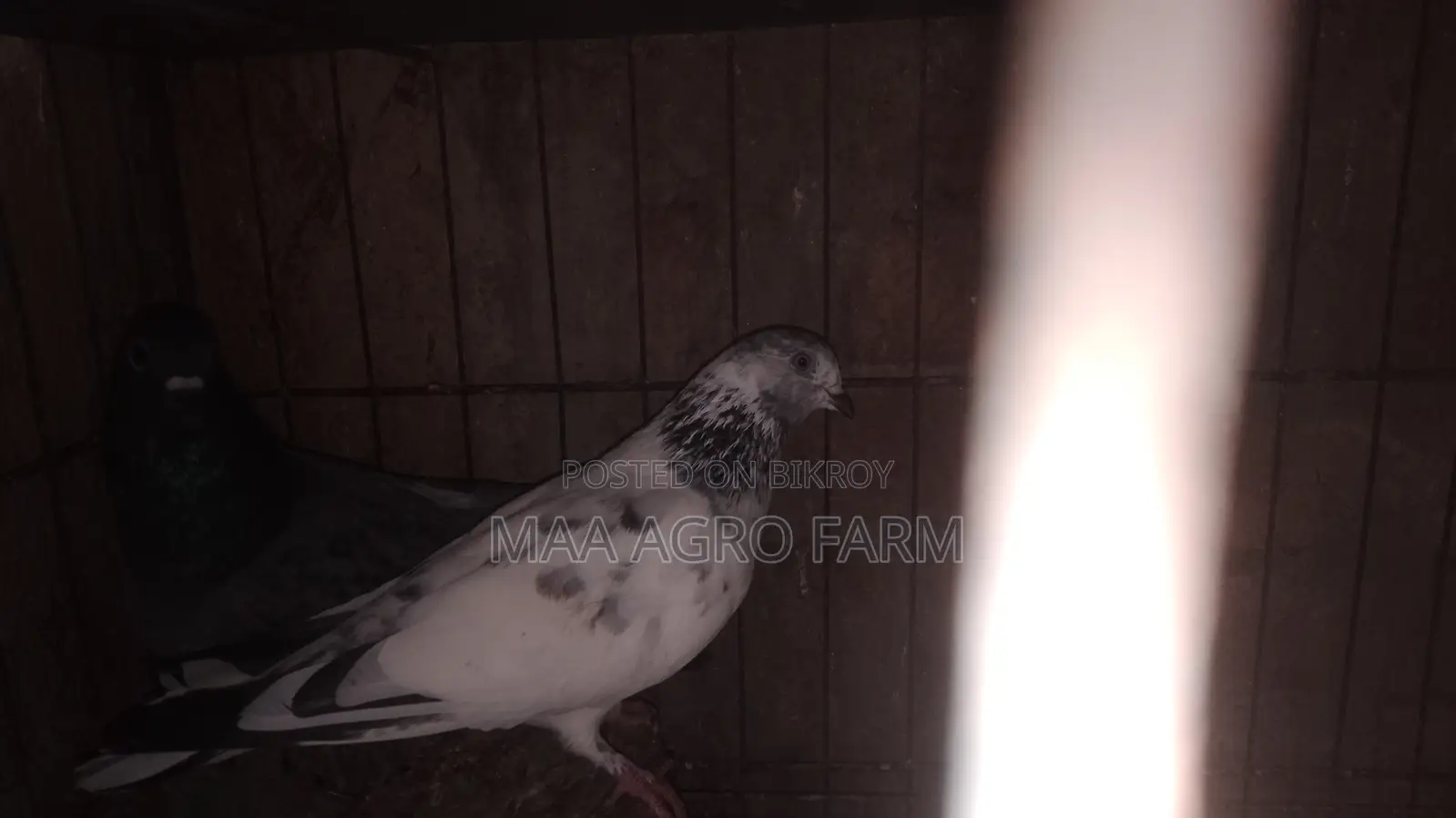 Racer and Local Pigeons