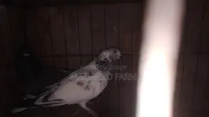 Racer and Local Pigeons