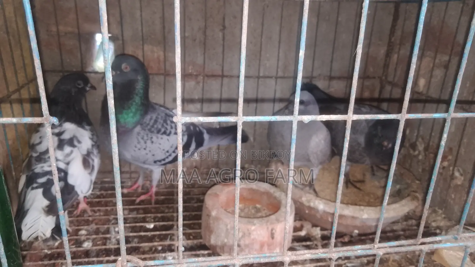Racer and Local Pigeons