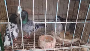 Racer and Local Pigeons
