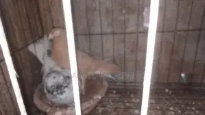 Racer and Local Pigeons
