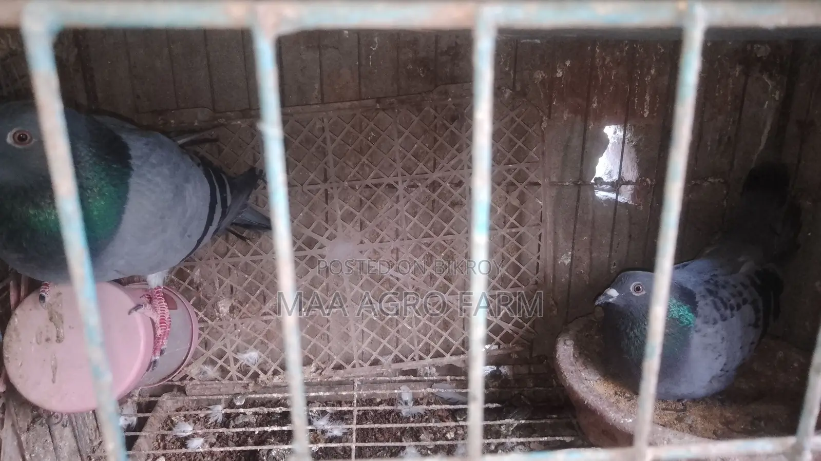 Racer and Local Pigeons