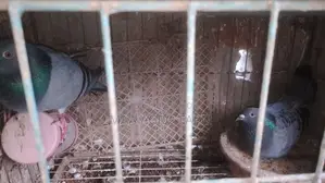 Racer and Local Pigeons