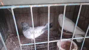 Racer and Local Pigeons