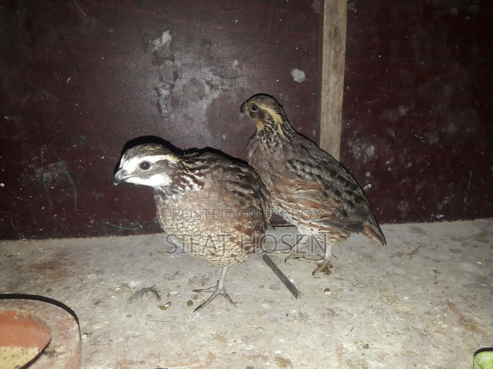 Northern Bobwhite