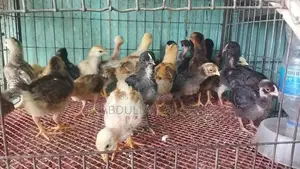 অরিজিনাল দেশি এবং ফাউমি মুরগির বাচ্চা
