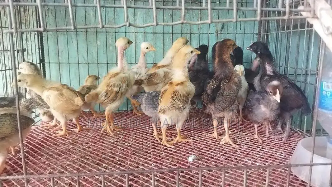 Original Deshi and Fayoumi Chicks