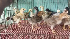 Original Deshi and Fayoumi Chicks