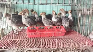 Original Deshi and Fayoumi Chicks