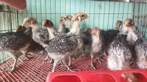 Original Deshi and Fayoumi Chicks