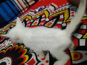 হাই কোয়ালিটির হোয়াই ফুল ক্রস ক্যাট সেল হবে