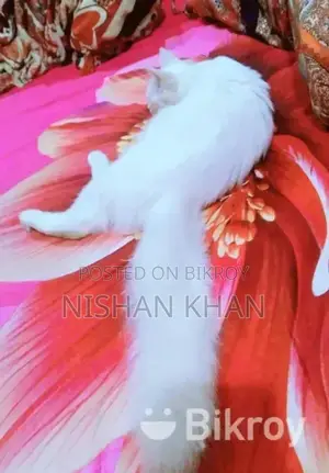 হাই কোয়ালিটির হোয়াই ফুল ক্রস ক্যাট সেল হবে