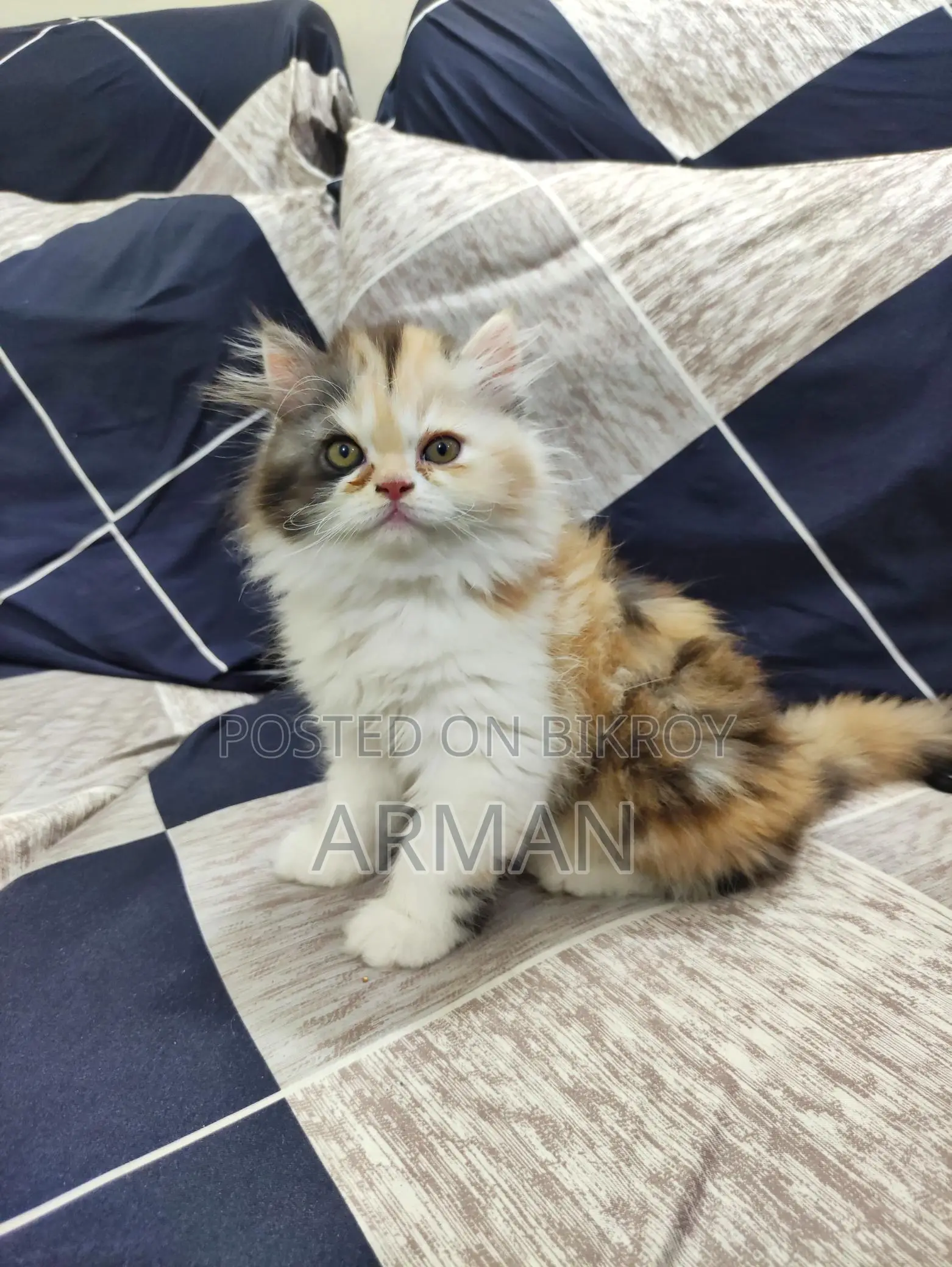 Persian Calico Female