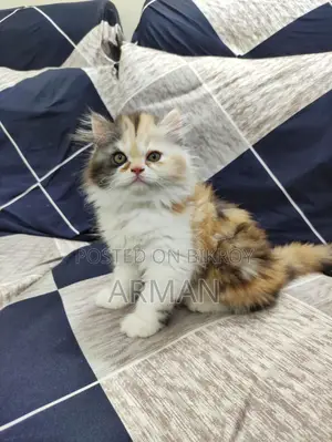 Persian Calico Female