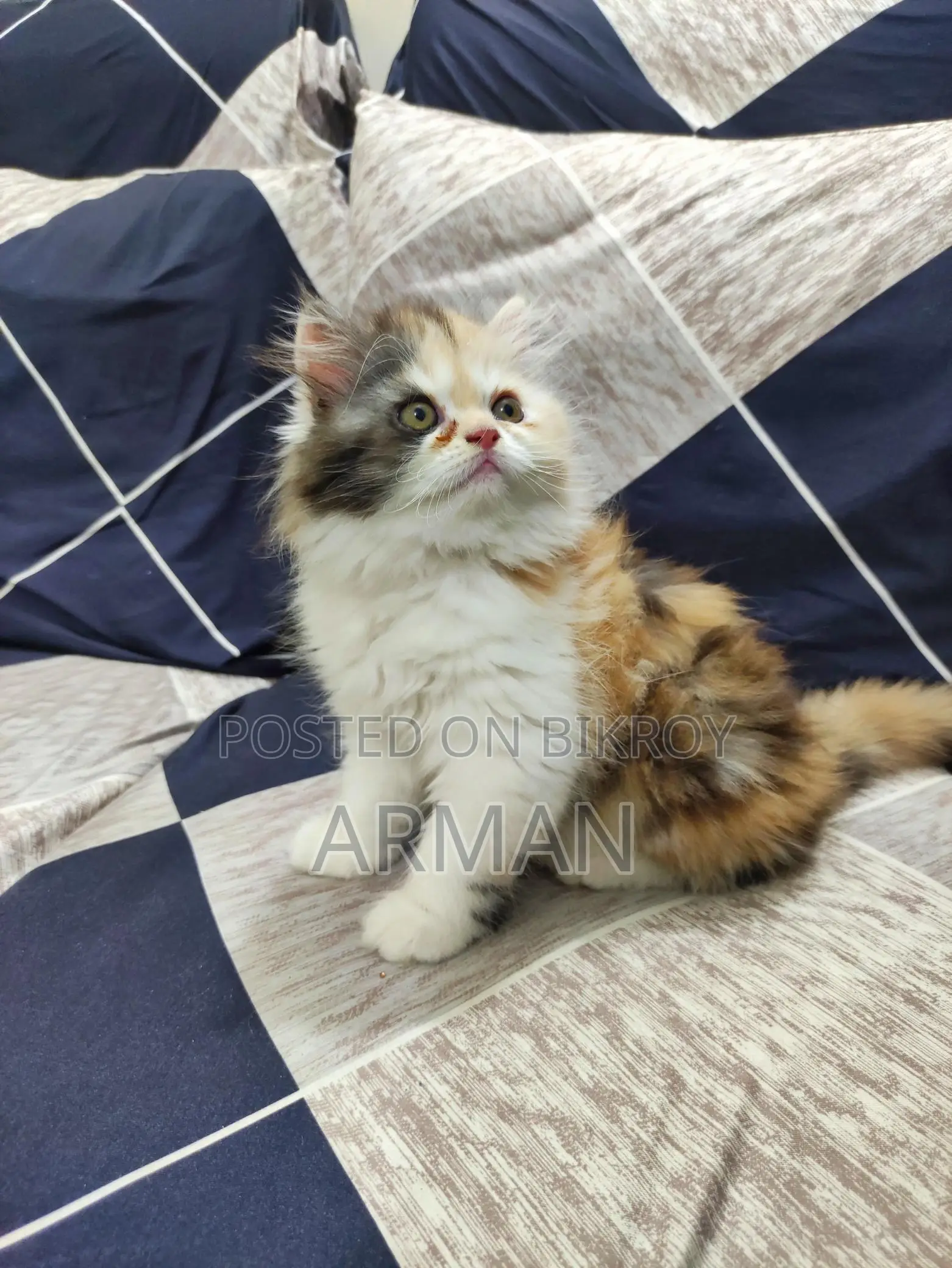 Persian Calico Female