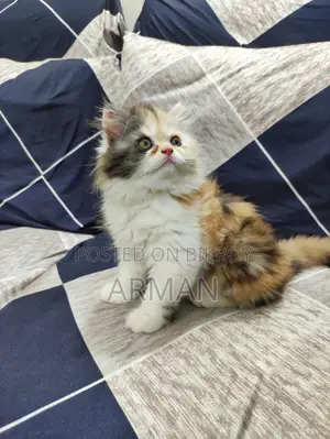 Persian Calico Female