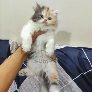 Persian Calico Female