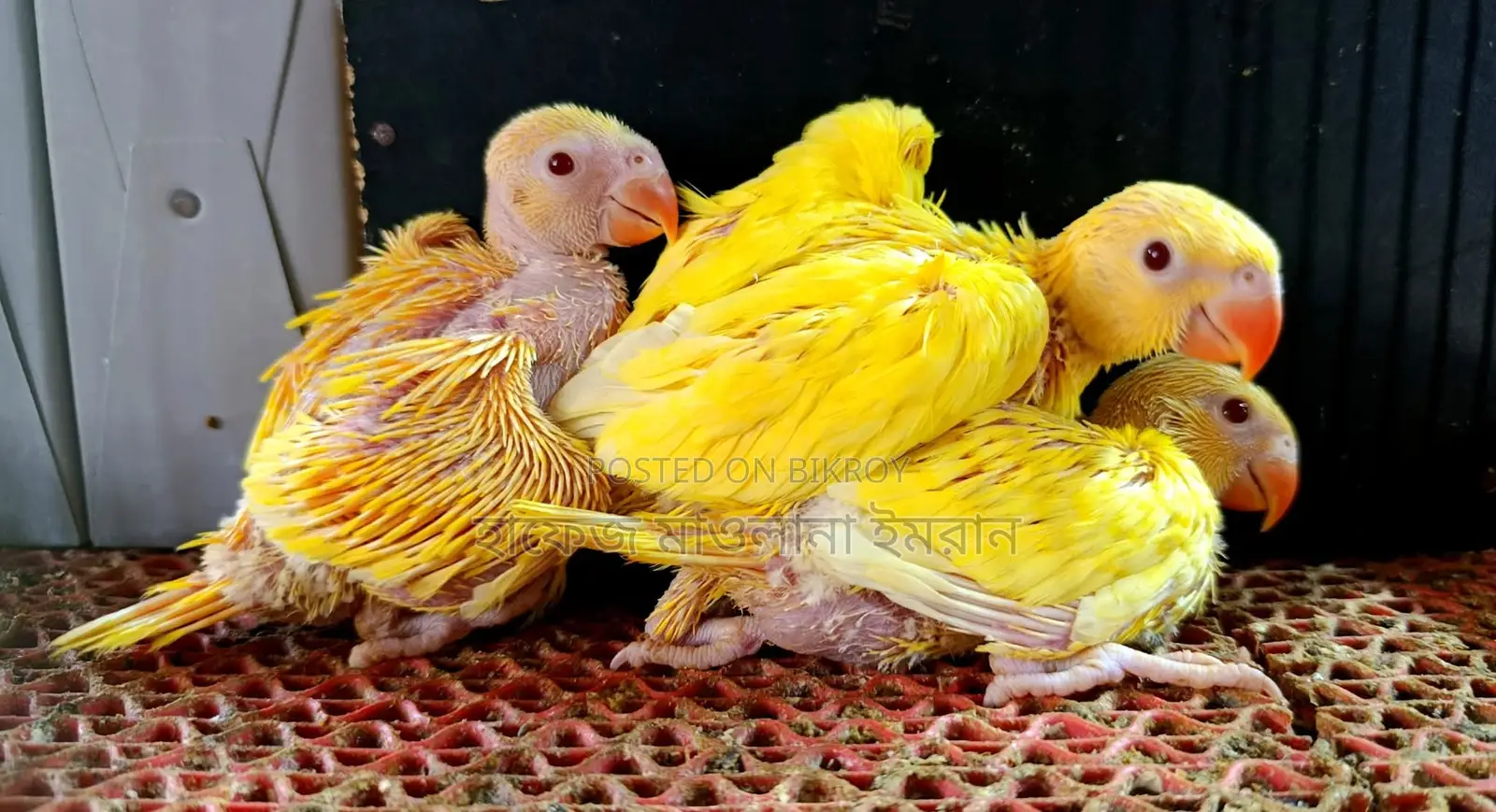 Yellow Ringneck Parrot with Red Eyes