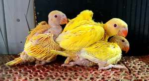 Yellow Ringneck Parrot with Red Eyes