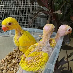 Yellow Ringneck Parrot with Red Eyes