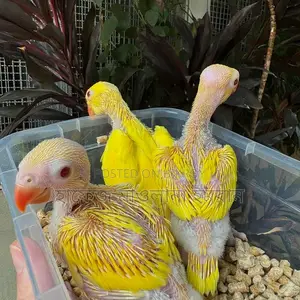 Yellow Ringneck Parrot with Red Eyes