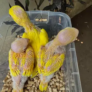 Yellow Ringneck Parrot with Red Eyes
