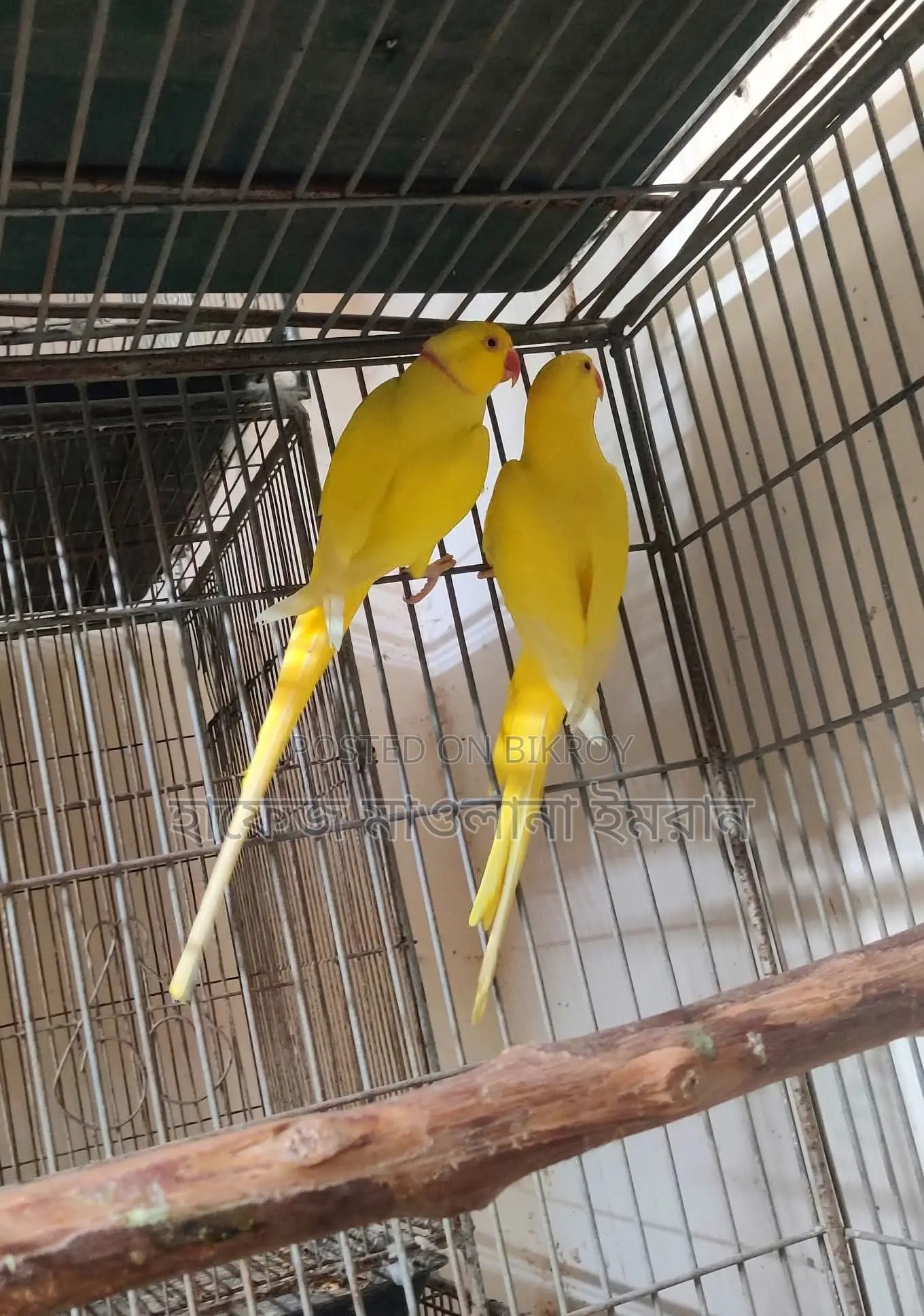Yellow Ringneck Parrot with Red Eyes