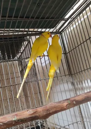 Yellow Ringneck Parrot with Red Eyes