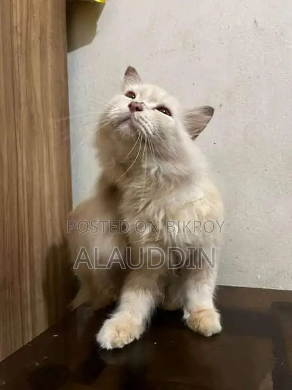 Pure Persian Male Cat