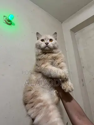 Pure Persian Male Cat