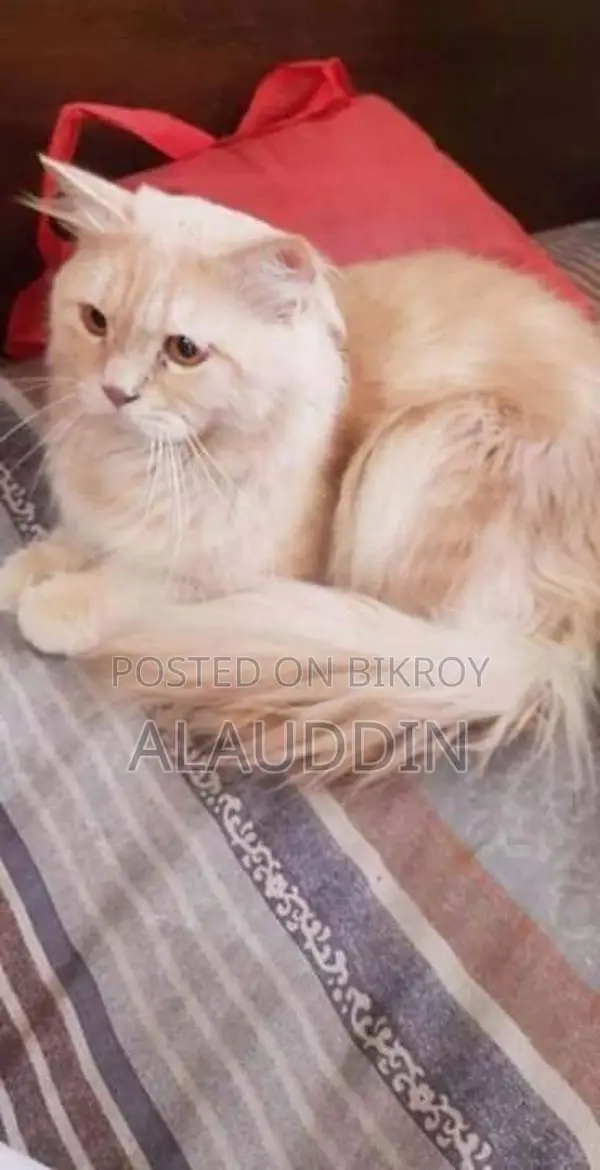 Pure Persian Male Cat