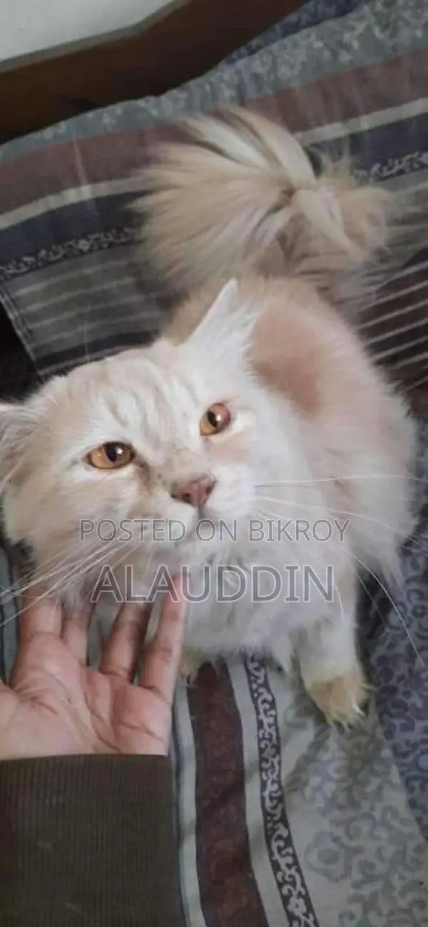 Pure Persian Male Cat