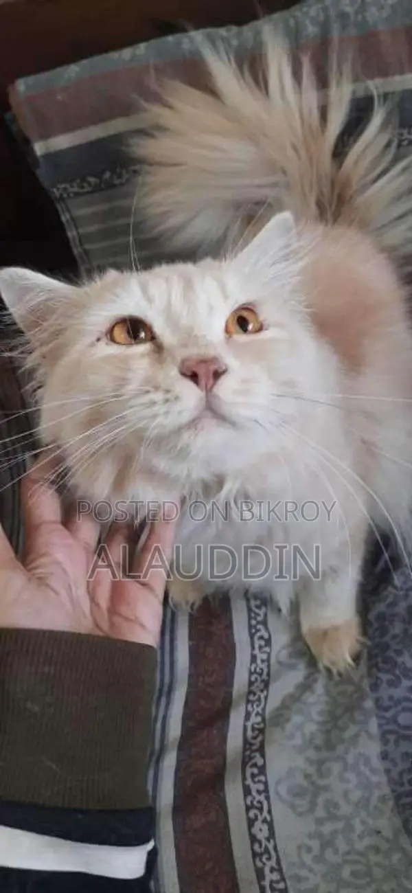 Pure Persian Male Cat
