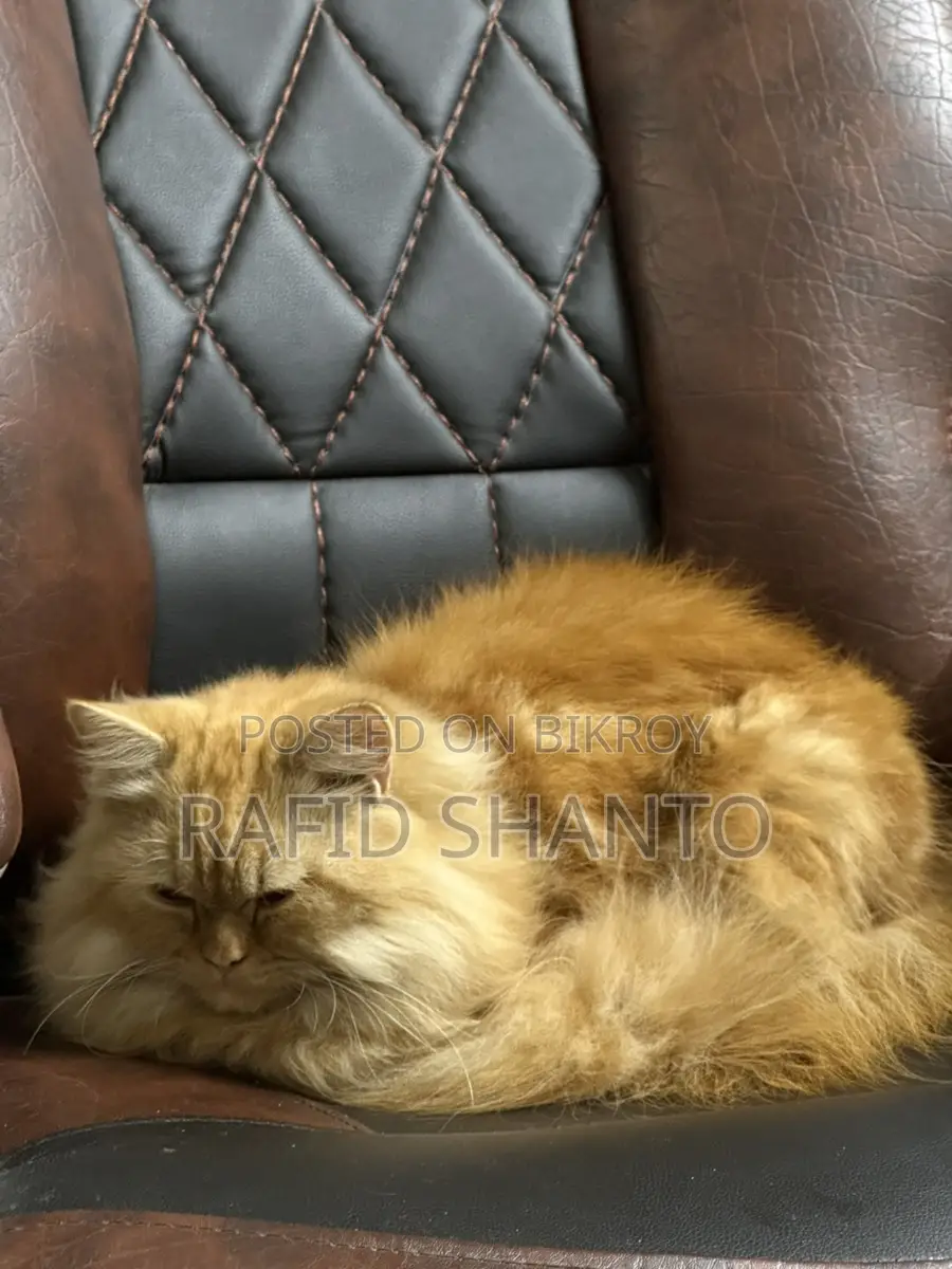 Persian Top Blood Line Female Cat
