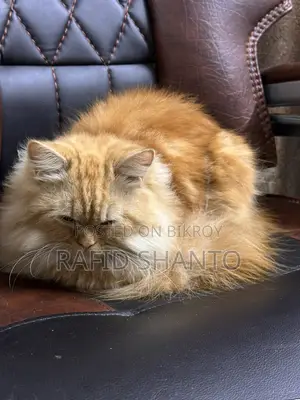 Persian Top Blood Line Female Cat