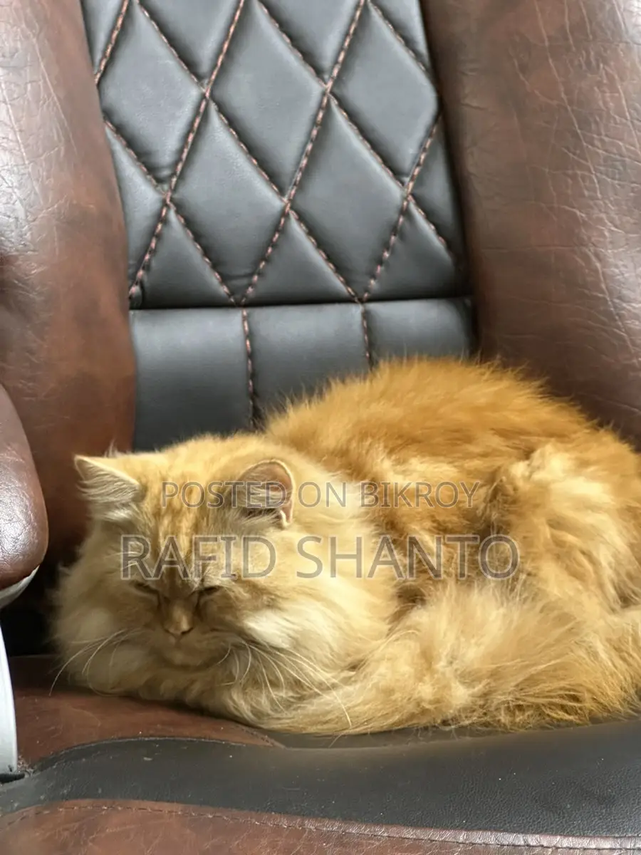Persian Top Blood Line Female Cat