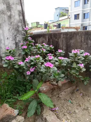 নয়ন তারা ফুল গাছ
