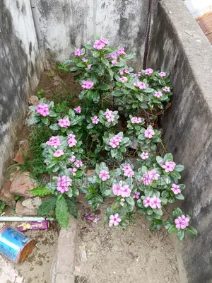 Nayan Tara Flower Plant