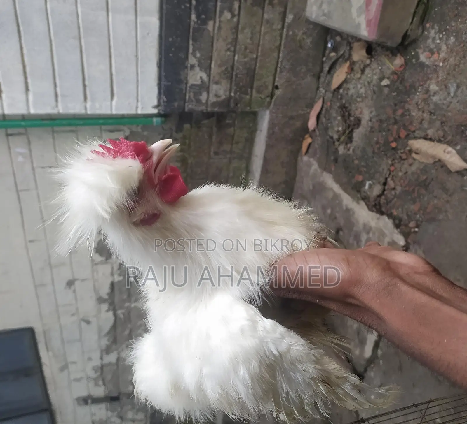 সিল্কি মুরগি