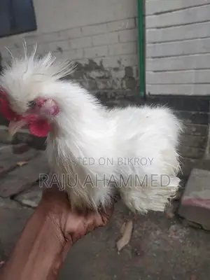 সিল্কি মুরগি