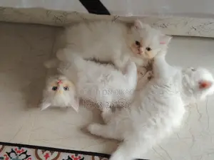 পার্সিয়ান বিড়াল বিক্রি হবে