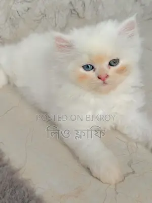 পার্সিয়ান বিড়াল বিক্রি হবে